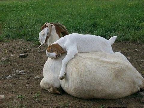 razasdelmundo's tweet photo. una tierna foto de la raza caprina Boer!! #razasdelmundo https://t.co/Uy0r3breCd