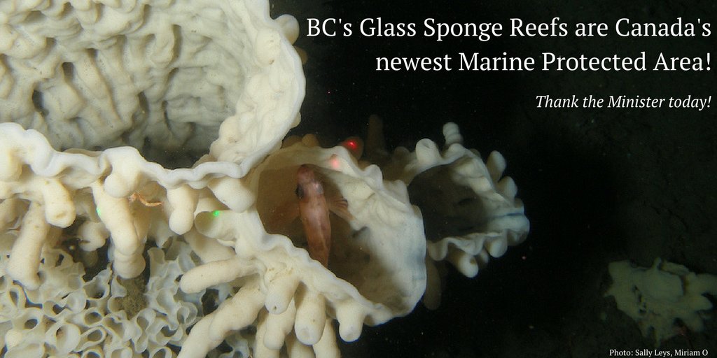 Hecate Strait &amp; Queen Charlotte Sound are Canada's newest #MPA. Help us thank @Min_LeBlanc today: ow.ly/tLbo30973fV <a href="/CPAWSbc/">CPAWS BC</a>