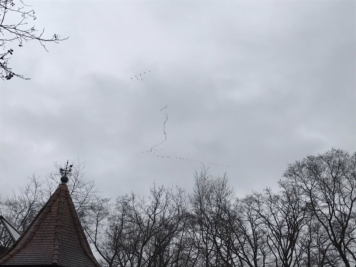 marioleo71's tweet photo. #Schneegänse #Formationsflug #snowgoose #formationflight https://t.co/6sA8fvH4Gj