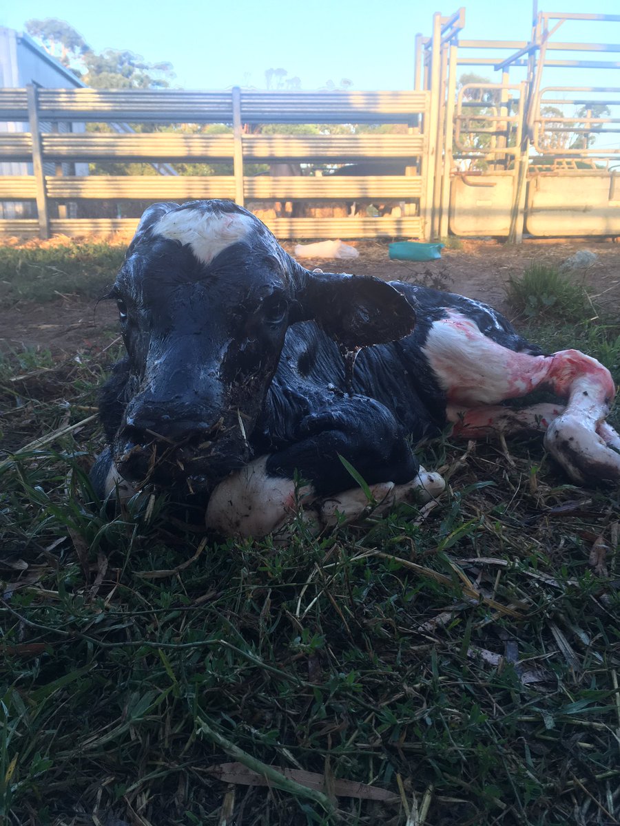 westdama's tweet image. Welcome little Fortune-P another Lincoln-PP from the Cook Farm Fayvor cow family @SelectSiresInc