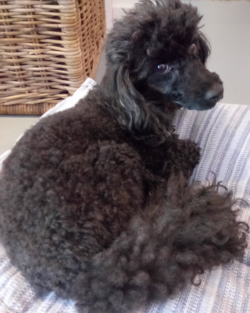 MuttswithMannrs's tweet photo. Just 1 lesson was enough to help BaaBaa settle into becoming an apartment dog 😊 #toilettraining #separationanxiety #poodle #muttswithmanners https://t.co/8RFYcRMh6Y