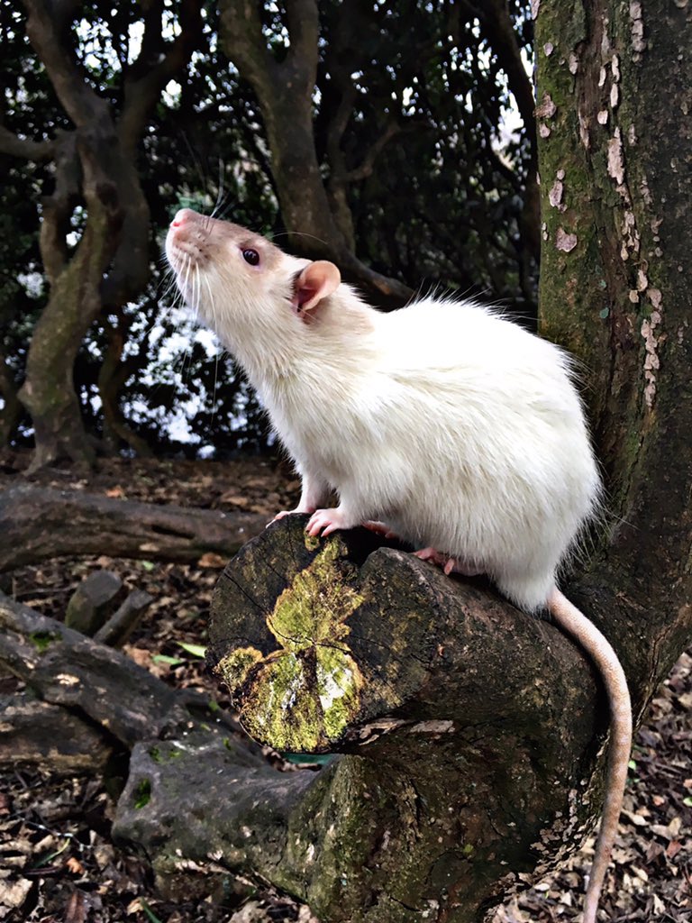 BaileyTheRat's tweet photo. Bandit Is Such A Poser.

Rescued Last Week, The Previous Owner Said He Was ''Aggresive''

All He Wanted Was Love.

All They Ask For Is Love. https://t.co/ozcKAzOEui