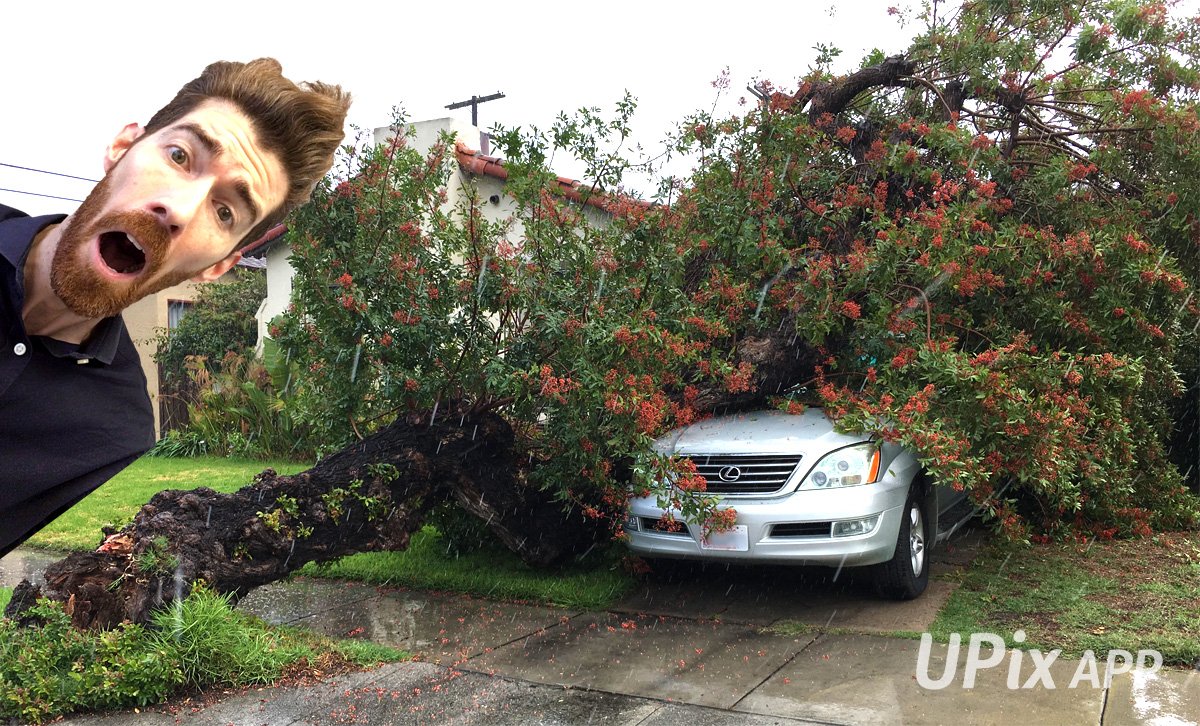 UPixApp's tweet photo. #LArain is back! And I have one less tree in my yard :(  https://t.co/9gqZTMnAWy #iOS #interactiveSelfie https://t.co/gFiQhcIihr