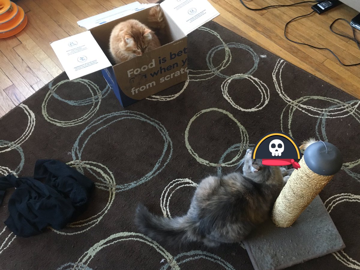 OliverHoratio's tweet photo. #BoatSoHard #BoatDontLie #AllAboardTheSSKibble #KibbleMeTimbers #NoPirates #LolaKeepOut #MyOtherBoatIsAJetski https://t.co/rZBXVMlL7K