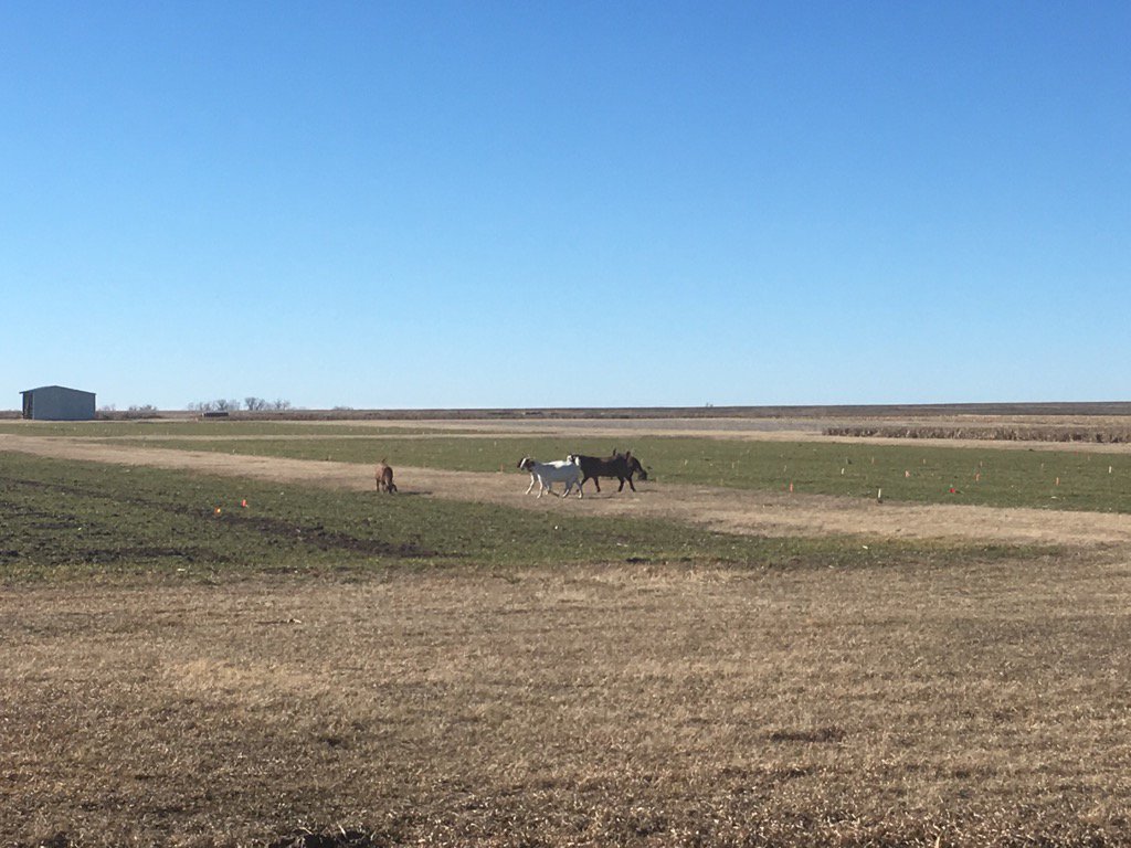 HolliwoodHansen's tweet photo. Kstate experiment farm Belleville #grazingresearch https://t.co/M7WtkPEPkA