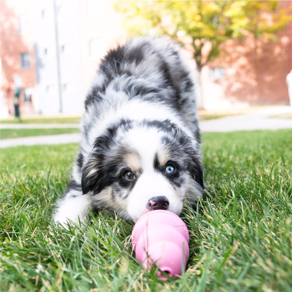 petsmart kong puppy