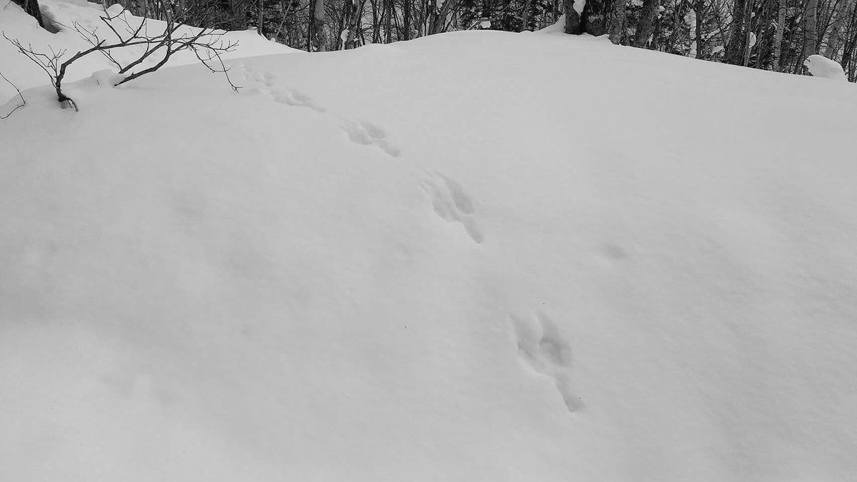 Going on a bear hunt...