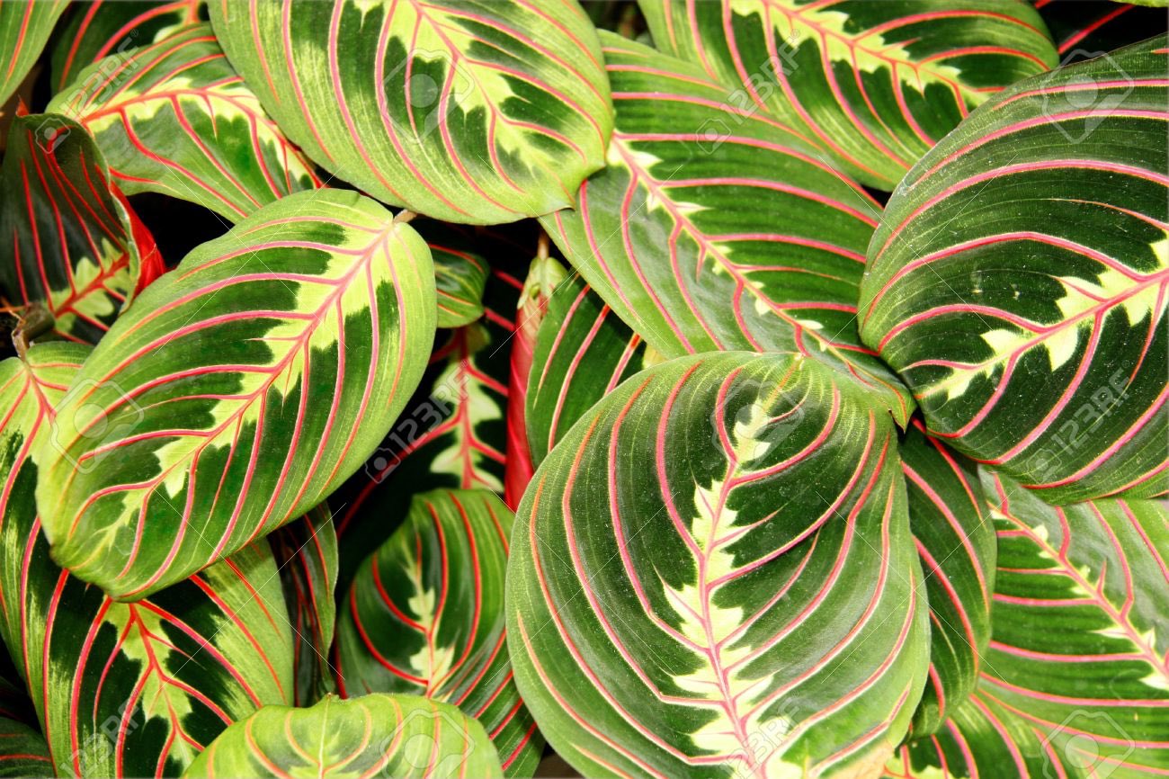 草木のこと Pa Twitter Maranta Leuconeura ブラジルの熱帯雨林に見つかるピンクのストライプが鮮やかなヒョウモンヨウショウの一種 暑い場所にある生き物 魚や鳥や花は どうしてこんなに競うように派手やかな姿になってきたのだろう 小さく可憐な花もいいけど