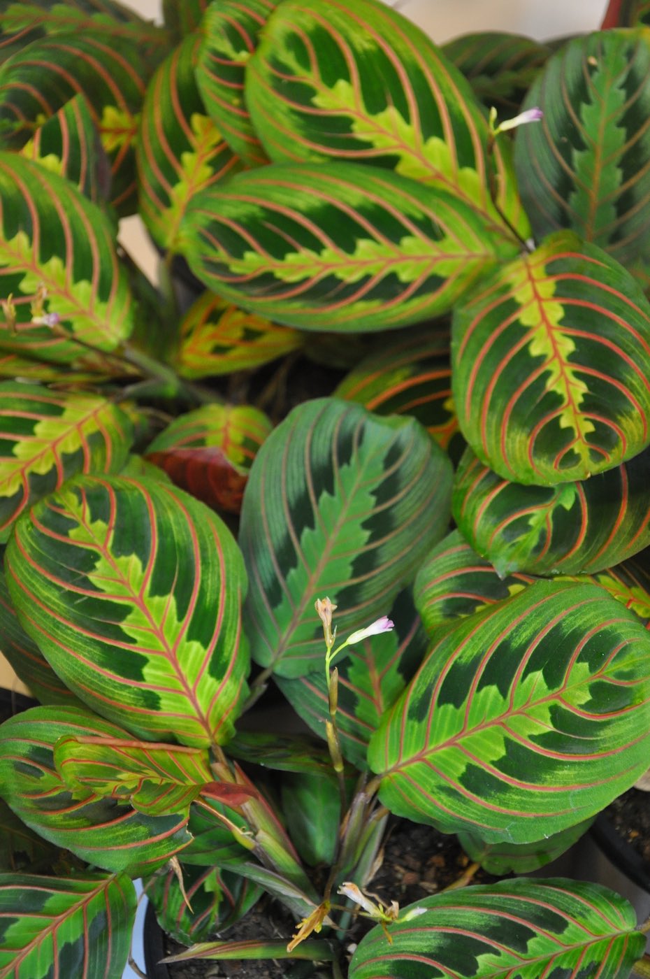 草木のこと Pa Twitter Maranta Leuconeura ブラジルの熱帯雨林に見つかるピンクのストライプが鮮やかなヒョウモンヨウショウの一種 暑い場所にある生き物 魚や鳥や花は どうしてこんなに競うように派手やかな姿になってきたのだろう 小さく可憐な花もいいけど