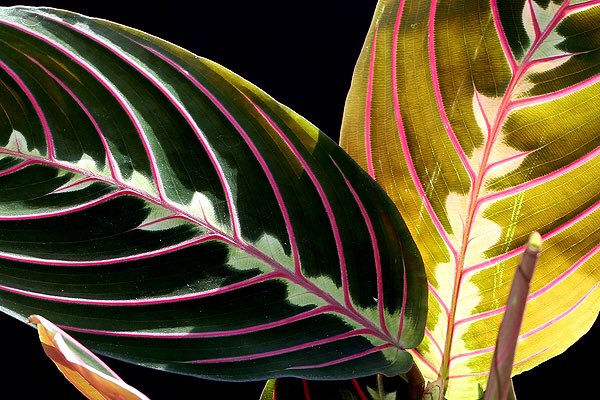 草木のこと Pa Twitter Maranta Leuconeura ブラジルの熱帯雨林に見つかるピンクのストライプが鮮やかなヒョウモンヨウショウの一種 暑い場所にある生き物 魚や鳥や花は どうしてこんなに競うように派手やかな姿になってきたのだろう 小さく可憐な花もいいけど