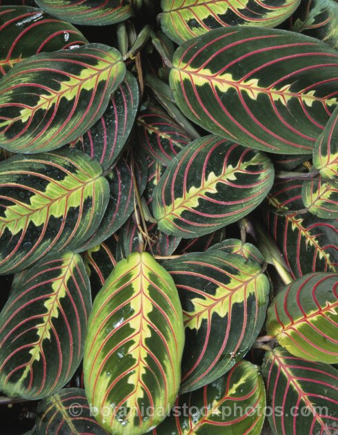 草木のこと Pa Twitter Maranta Leuconeura ブラジルの熱帯雨林に見つかるピンクのストライプが鮮やかなヒョウモンヨウショウの一種 暑い場所にある生き物 魚や鳥や花は どうしてこんなに競うように派手やかな姿になってきたのだろう 小さく可憐な花もいいけど
