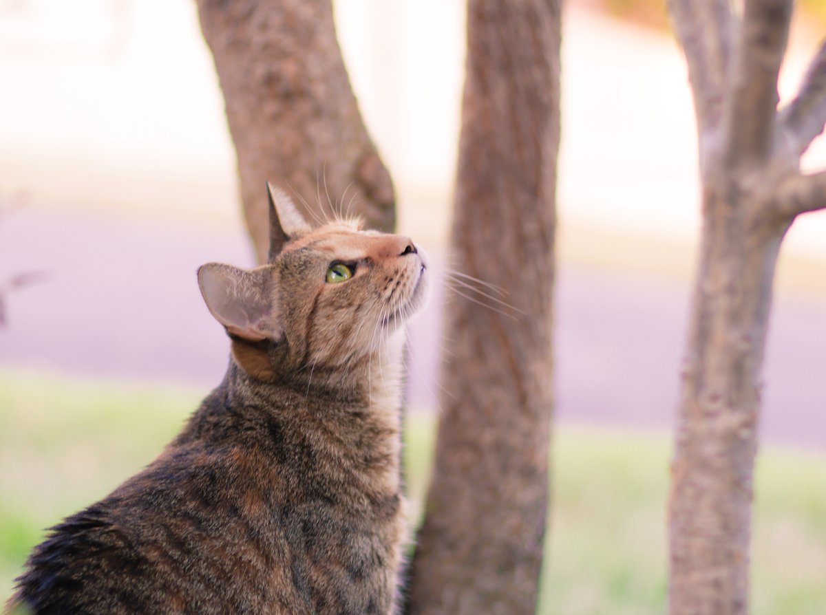 KitsyMiss's tweet photo. One day I'll climb to the very top of this tree. Just not on a day where I've eaten in the last half hour. Its a long-term goal. #Caturday https://t.co/GDyxUxPWif