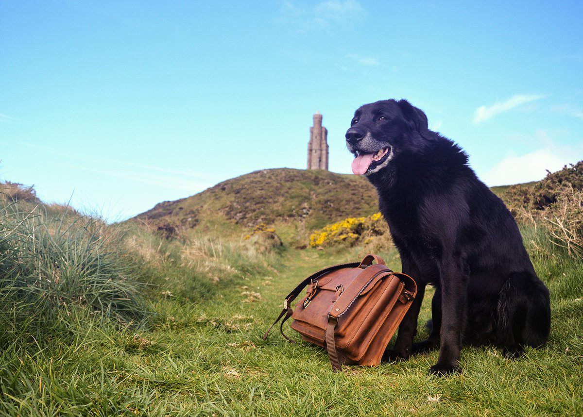 A handsome leather satchel is a man’s best friend. #MansBestFriend #FeelGood. tinyurl.com/zcd9he4