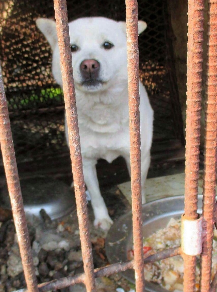 Hopeesperanz's tweet photo. HOW YOU CAN HELP & SAVE THE DOGS IN #SOUTHKOREA from the heinous #DogMeatTrade #HelpNamiKim➡https://t.co/zXD56E440F https://t.co/2DuSfMKDRs