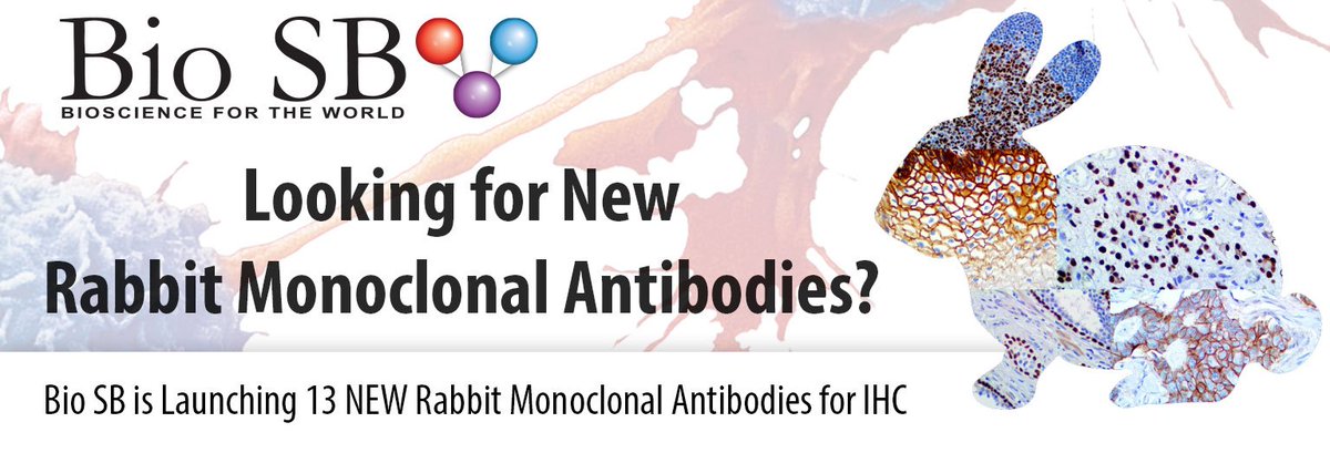 Bio_SB's tweet photo. We launched 13 NEW #RMabs this year! Check out our full list of new products... https://t.co/pVflIbFaQC #antibodies #IHC https://t.co/1wcTRmsd9M