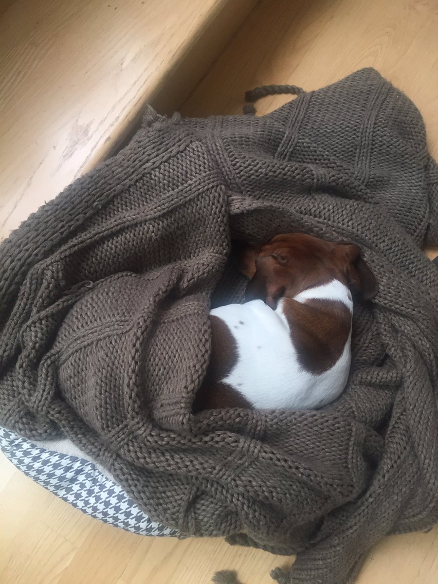 My lil RueRue is barking in her sleep. I wonder what she is #dreaming about? #dogdreams