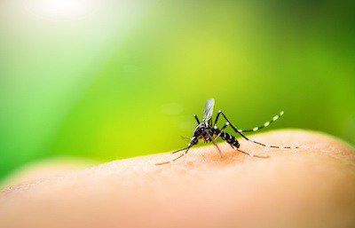 GreenGuardX's tweet photo. The Best Line of Defense Against Mosquitoes is Prevention https://t.co/RWdv7gd1bu #environment https://t.co/jiSrkllWOc