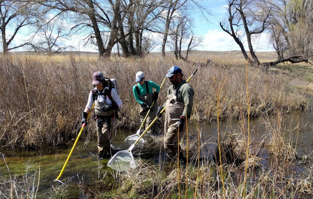 NEON_sci's tweet photo. Love #fish? So do we! Learn about NEON's #fishsampling and #aquatic design https://t.co/IwEmiZiYTJ #water #lake #rivers https://t.co/6cSGpYPKF4