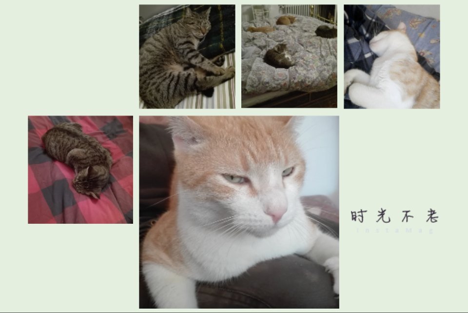 jamille1970's tweet photo. #InstaMag #giornatadelgatto #festadelgatto #gattoday https://t.co/PKurlfVc6G