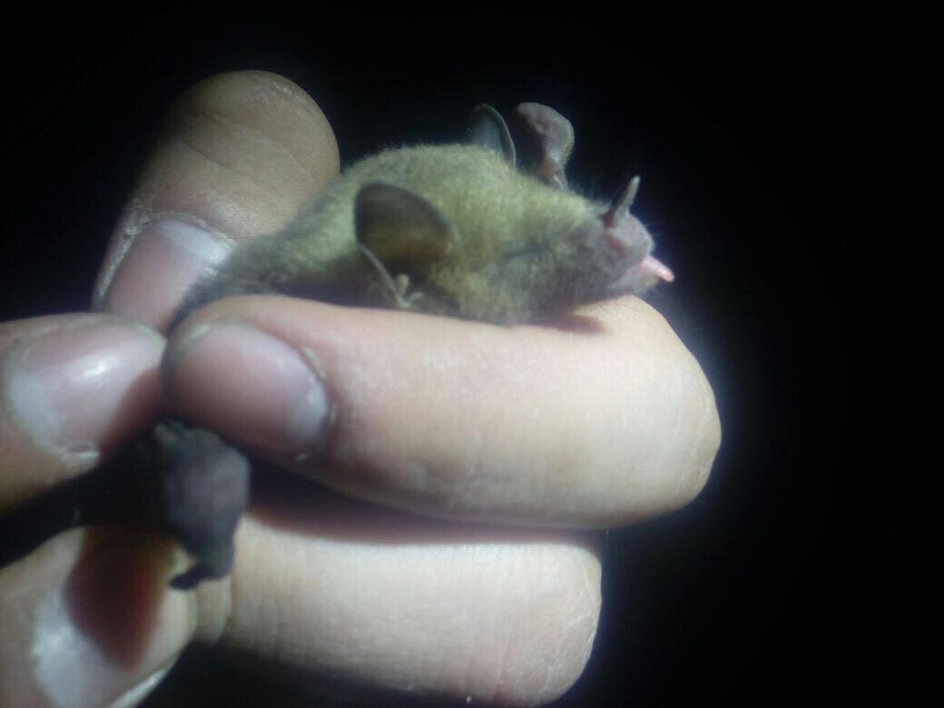 Welcome to our Bat Friendly™ agave fields, Mr. Mexican Long-nosed Bat!
Full story at: facebook.com/TequilaInterch…
#batfriendlytequilaandmezcal