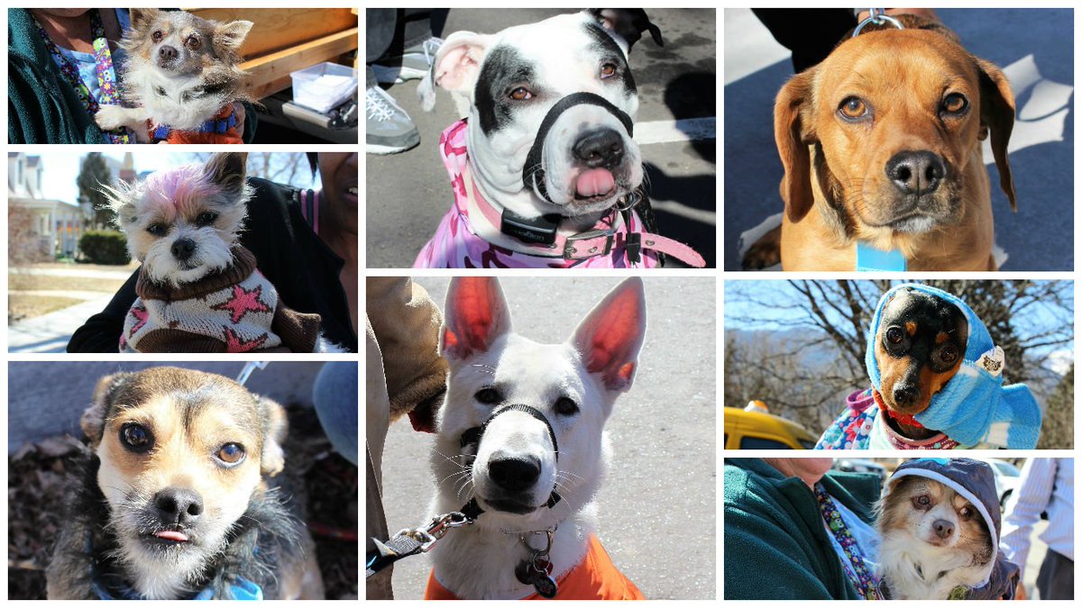 Coats4Canines's tweet photo. Distributed to some cutie patooties yesterday!
#KeepingThemWarm #PetsOfTheHomeless #MustLoveDogs #ColoradoSprings https://t.co/YFqTdjMIwd