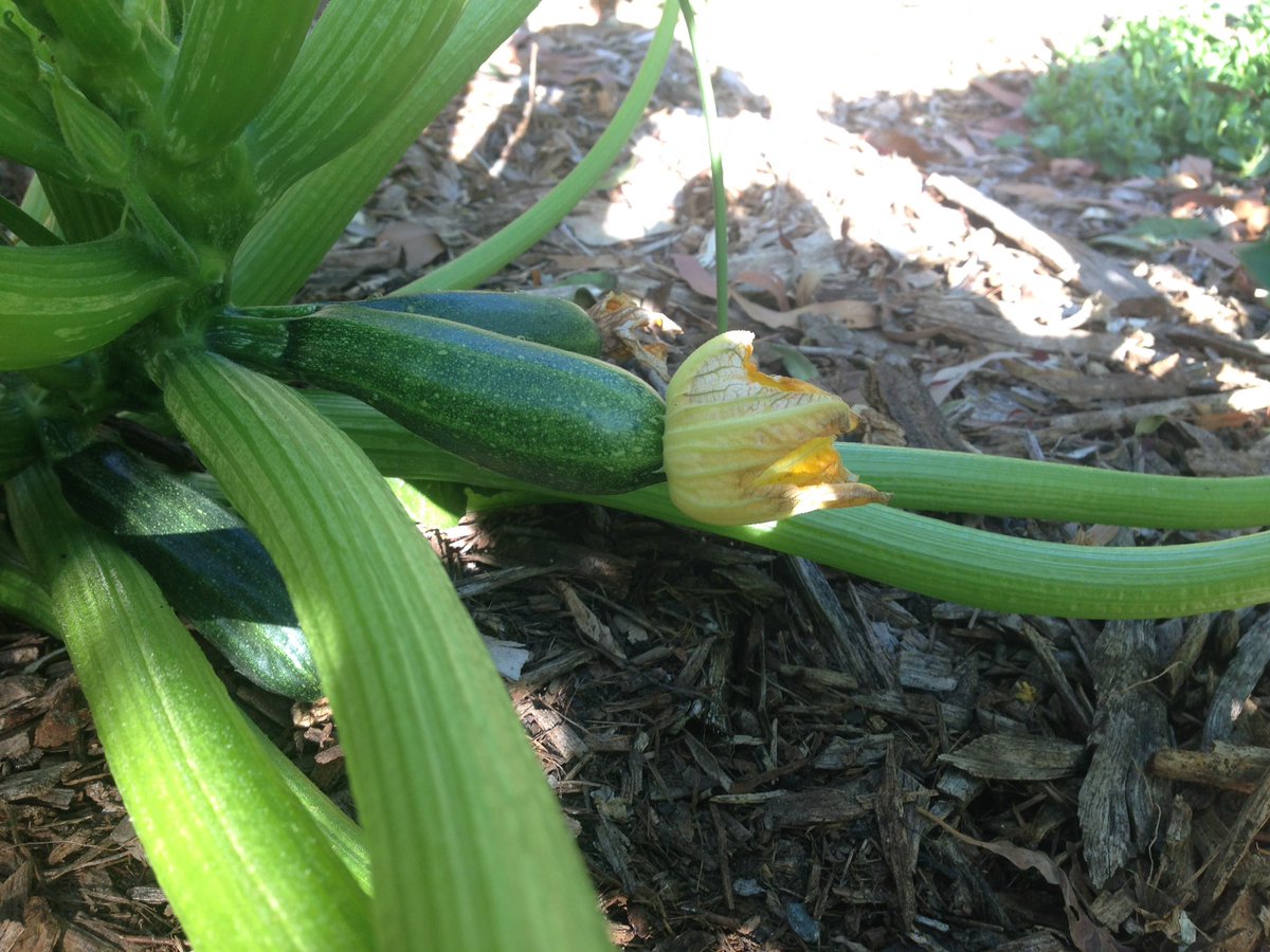 Zucchini growing like crazy with the constant grey water feed. These ones are for the bush animals