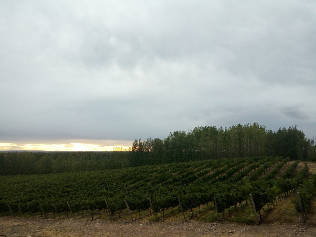 On fire #sanpatriciodelchañar #neuquen #patagonia