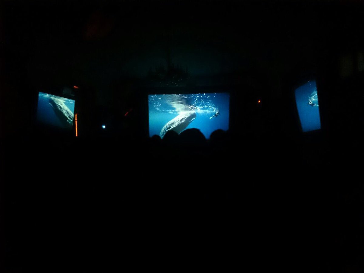 Sciaena_NGO's tweet photo. .@NRDC full house @Sciaena_NGO's #Scianema #FilmFest to watch @sonicseafilm #SonicSea #OceanConservation #StopOceanNoise https://t.co/9JzWjgf8fU
