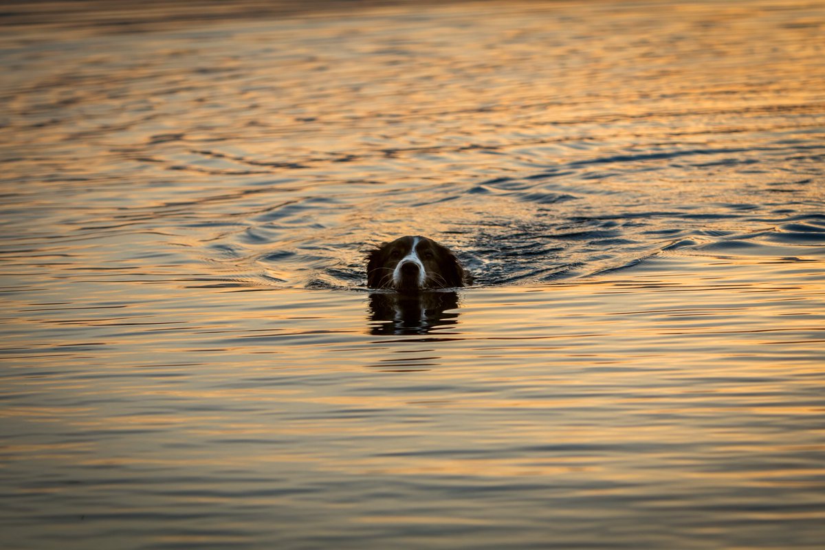 zort70's tweet photo. The loneliness of the long distance swimmer #Dog #Swimming #PartFish https://t.co/U0KtHNcu5a