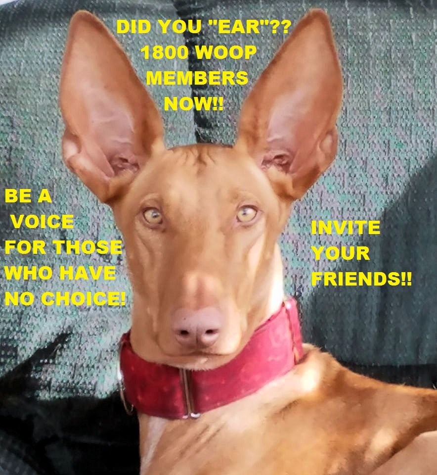 ShaneDog4's tweet photo. JOIN US PLEASE!!
https://t.co/DROmMrg77E https://t.co/cC50PRx40b