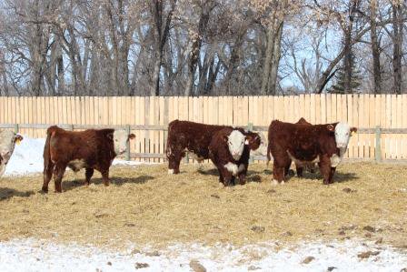 FGP Cattle tweet media