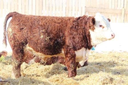 FGP Cattle tweet media