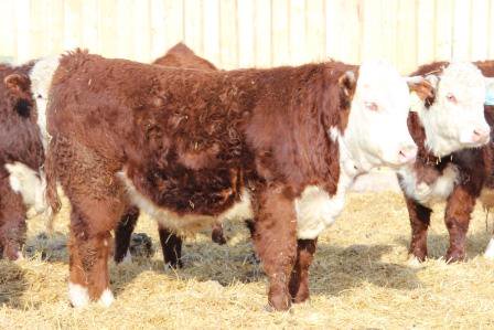 FGP Cattle tweet media