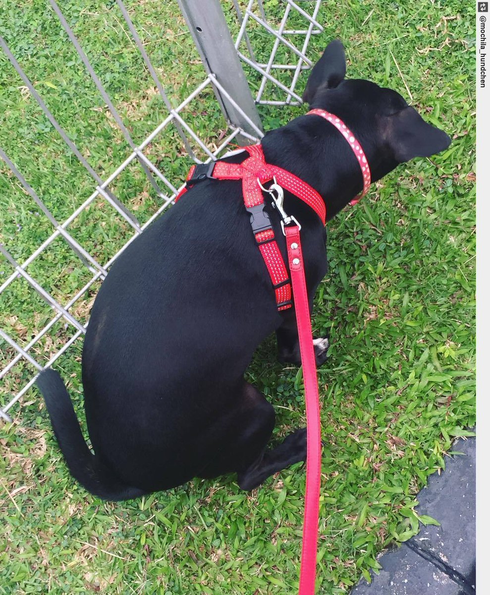 IngloriousDogs's tweet image. Oopsiii I&apos;m doing my &quot;business&quot; 🙈 . . . #mochila #pawkids #dailypet #puppylove #ingloriousdogs