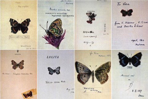 openculture's tweet photo. Behold Vladimir Nabokov’s Delightful Butterfly Drawings https://t.co/JMoe48lqPY https://t.co/74f3RBf3Qg