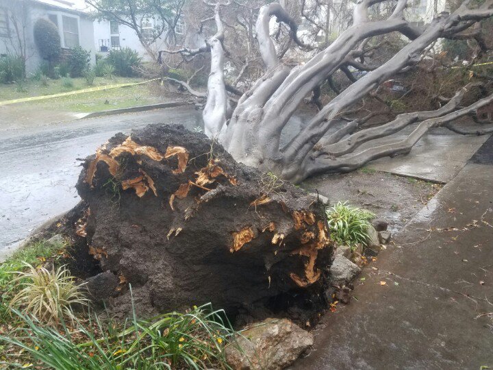 AROCKinICE's tweet photo. #nbcforyou West Hollywood tree down on cars.  West Knoll Dr at Westmount Dr. https://t.co/Ql4hYVDpeG