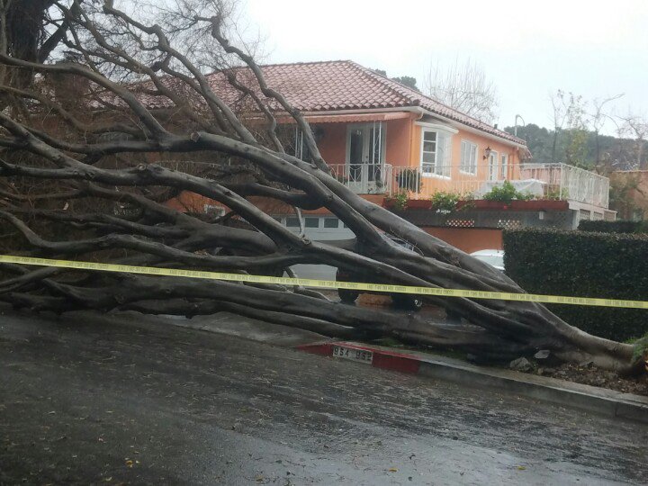 AROCKinICE's tweet photo. #nbcforyou West Hollywood tree down on cars.  West Knoll Dr at Westmount Dr. https://t.co/Ql4hYVDpeG