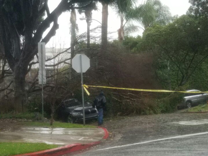 #nbcforyou West Hollywood tree down on cars.  West Knoll Dr at Westmount Dr.