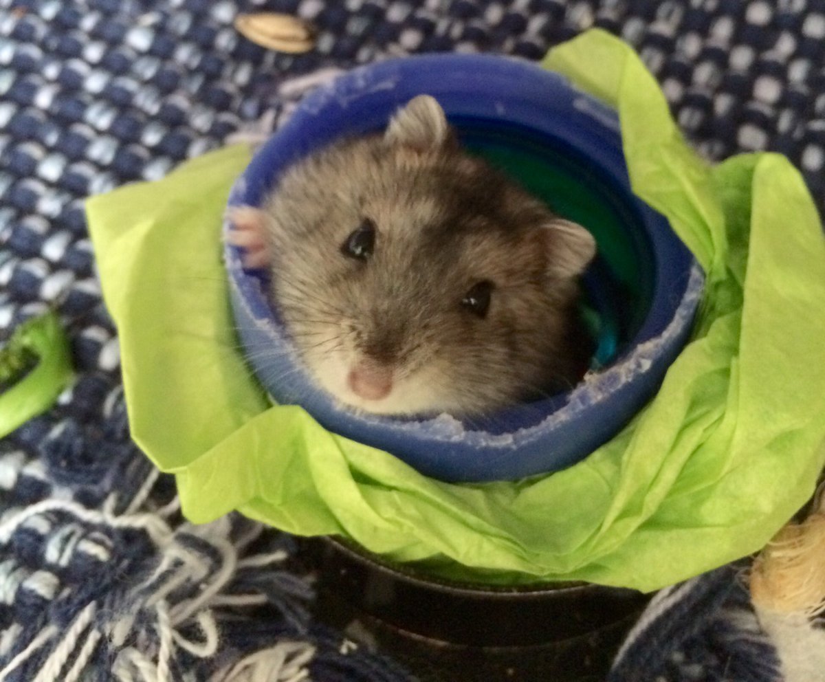 GenealogyGifts's tweet photo. Murray says Thank You @SenGillibrand for being a great friend to all animals &amp; signing the @usda #LetterOfProtest! @for_all_animals 🐹🐱🐶 https://t.co/7Uj28LwOiE