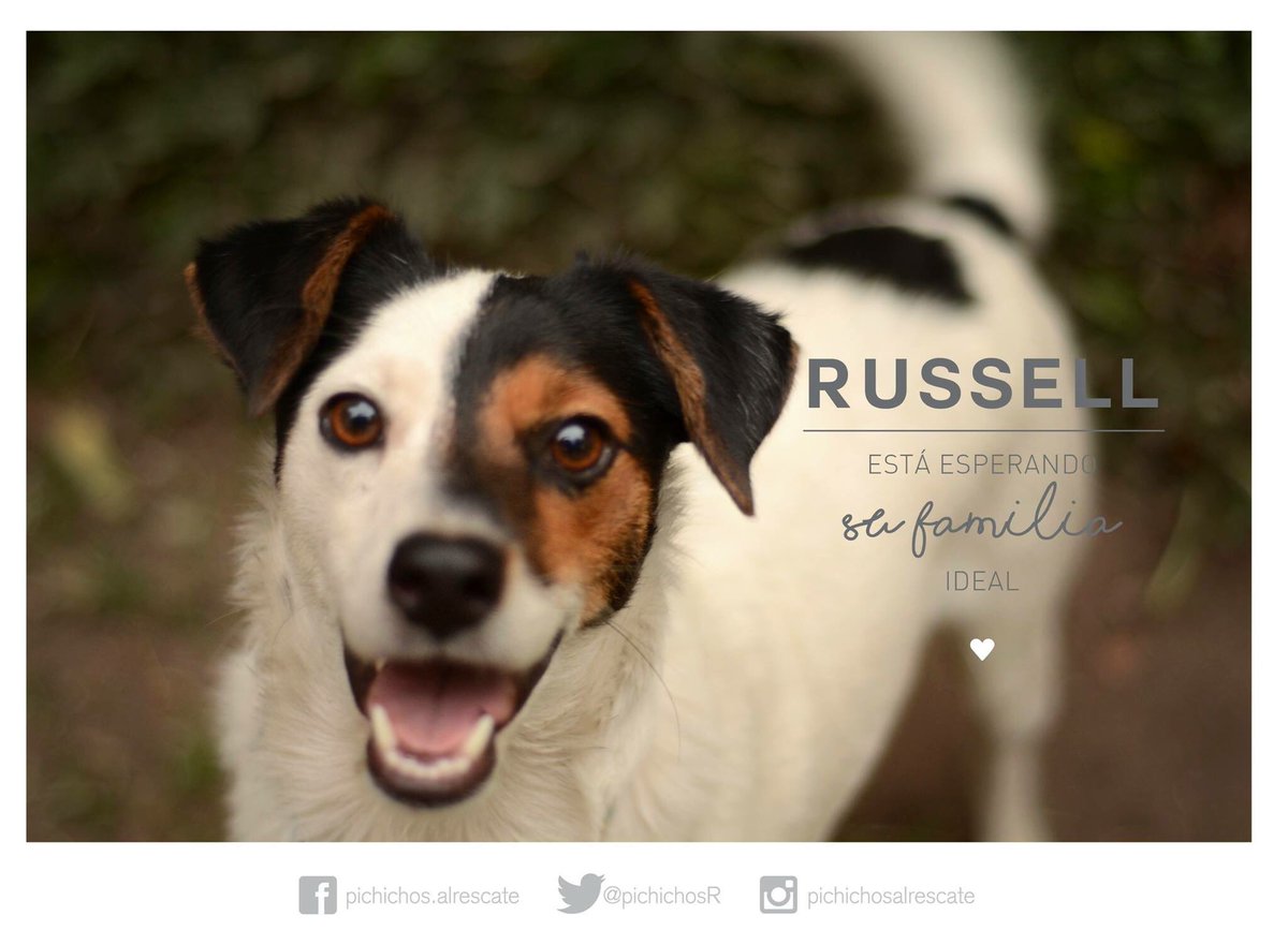 El pequeño Russel tiene 1 año y un amor infinito para dar 🐶❤️ súper juguetón y obediente. Si te animás 💌 pochisadopcion@gmail.com o hacé RT!