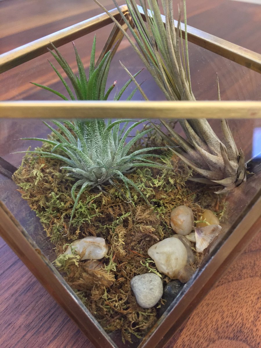 waltz's tweet photo. wrapping up my #plantfriday here @minifast https://t.co/QAWRNsNTHm