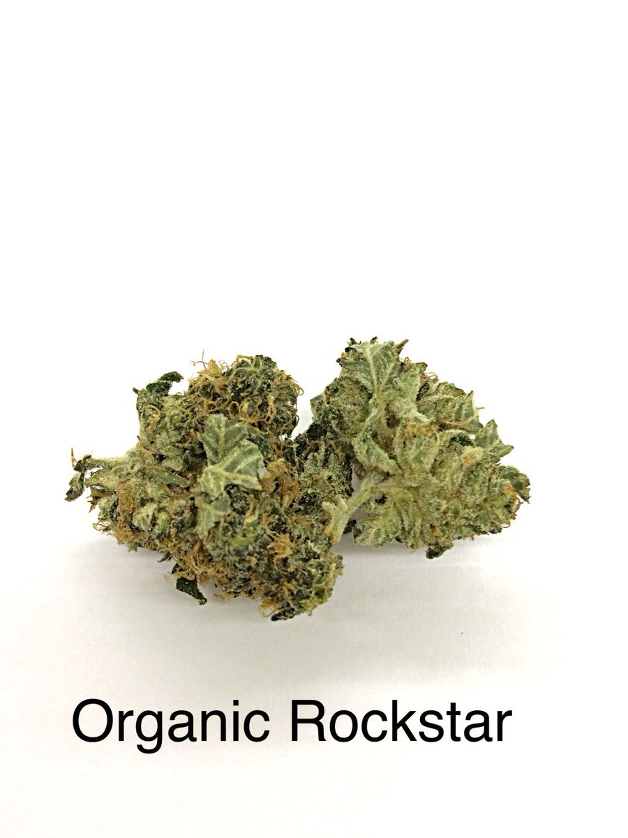 THTChamplain's tweet photo. Organic Rockstar https://t.co/wnSgAJKMWu https://t.co/qpA1IDLg6y