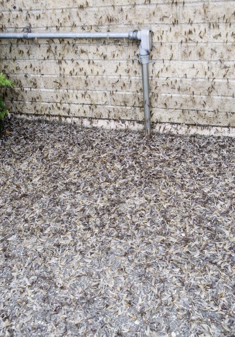 amatooz18's tweet photo. When @Morgan_Keiner and @NatalieCortino don't know what fish flies are so you show them pics #MIprobs https://t.co/SwStryhVu3