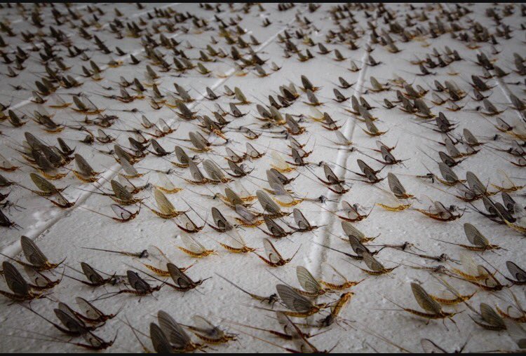 amatooz18's tweet photo. When @Morgan_Keiner and @NatalieCortino don't know what fish flies are so you show them pics #MIprobs https://t.co/SwStryhVu3