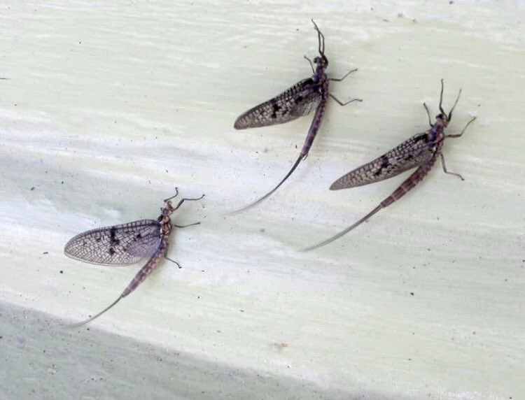 amatooz18's tweet photo. When @Morgan_Keiner and @NatalieCortino don't know what fish flies are so you show them pics #MIprobs https://t.co/SwStryhVu3