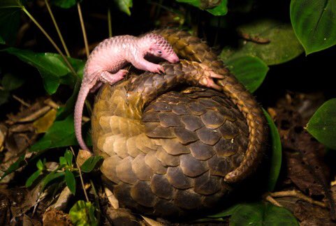 Pangolins are the most illegally traded mammal in the world. #worldpangolinday