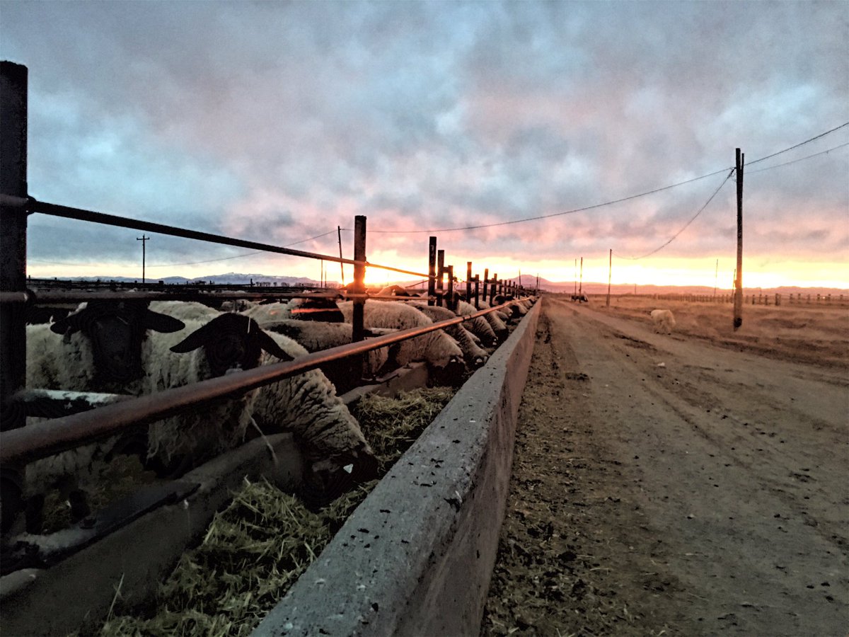 J12Ranch's tweet photo. #sunset #advocateforag #eatlambwearwool #lambelevated #sheepranchersusa #americansheepindustry #utahfarmbureau #seedthefuture #agchat https://t.co/0ATvN3x1zE