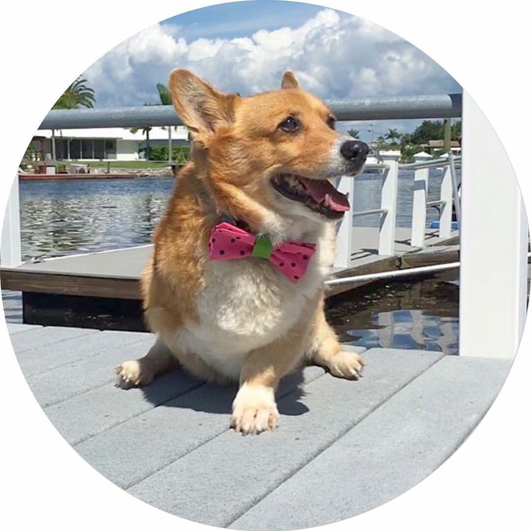 GuysAndTies1's tweet photo. One of our biggest clients! Check him out on IG @SimbaCorg ! #BowTies #DogTies #DogFashion #Etsy #EtsyShop #EtsyChaching #EtsyDallas https://t.co/wJW6mXZT73