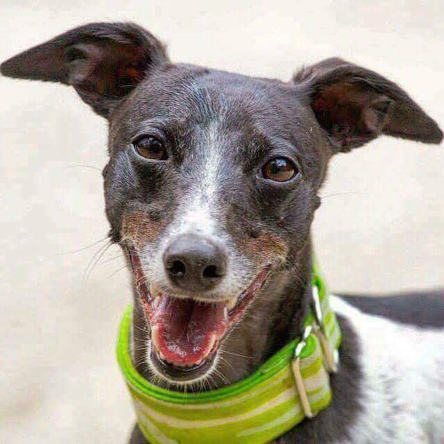 WippetJ's tweet photo. Meet tesla we are thinking of adopting her. https://t.co/wKwegj7ItA