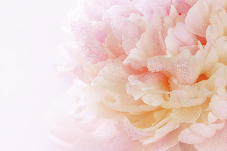 ApprenticeHow2's tweet image. #inspiring
Pink Peony  by Iuliia Malivanchuk
crwd.fr/2lsEwyv

#painting #art #design #Artist #love #follow4follow